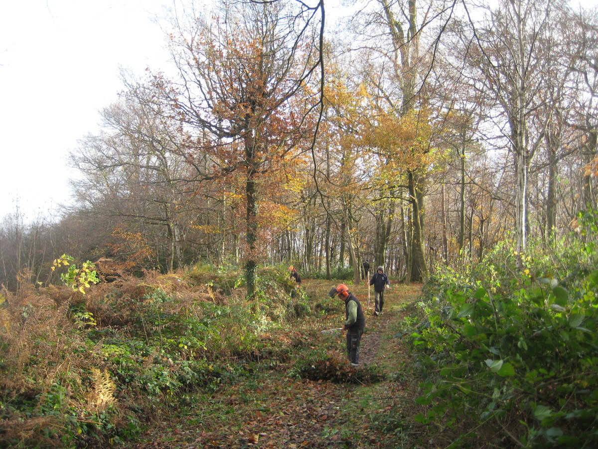 scrub clearance at the viewpoint, 24 Nov